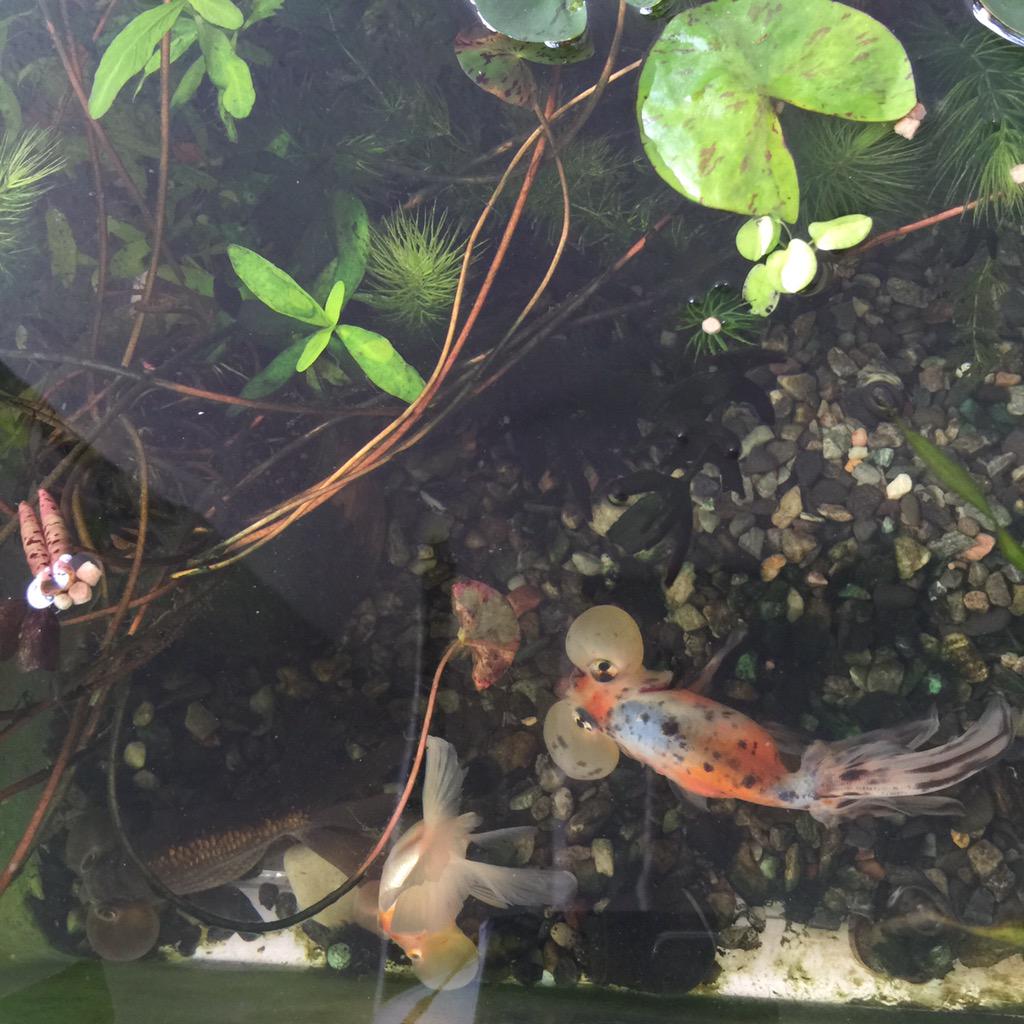 すずりん 外飼いの水泡眼ちゃん 餌をあげても食いついてこないのですが その割に体格もプリプリなので 水槽内のコケ とかで十分な栄養を取ってるみたいです 金魚 Http T Co Wpocpyx48j すずりん 外飼いの水泡眼ちゃん 餌をあげても食いついてこないのですが その割に体格もプリプリなので 水槽内のコケ とかで十分な栄養を取ってるみたいです 金魚 Http T Co Wpocpyx48j