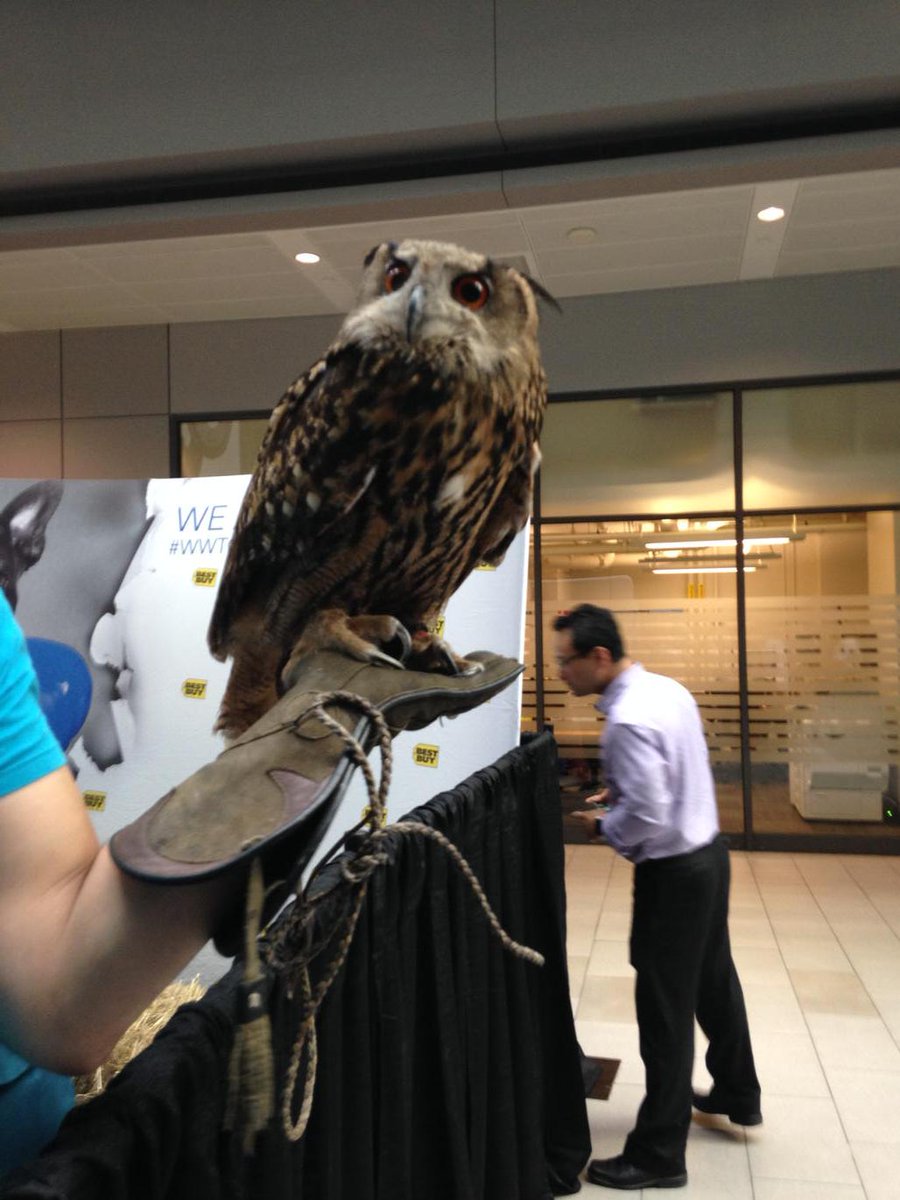 MarylkaE's tweet photo. Meet Ruby! Airport Falcon chaser - keeping flights safe! #wwto @itworldca @itbusinessca http://t.co/v2PRCBGRNI