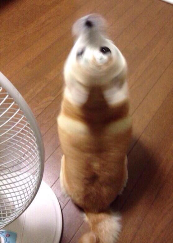 柴犬ドリルだけじゃないぞ ブルブル体を振るドリル動物たちがかわいい Togetter