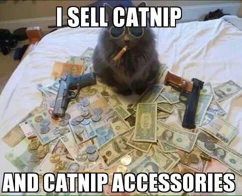 scaryeire's tweet image. Just Say No 😸 #CatNipAddict #Legalise