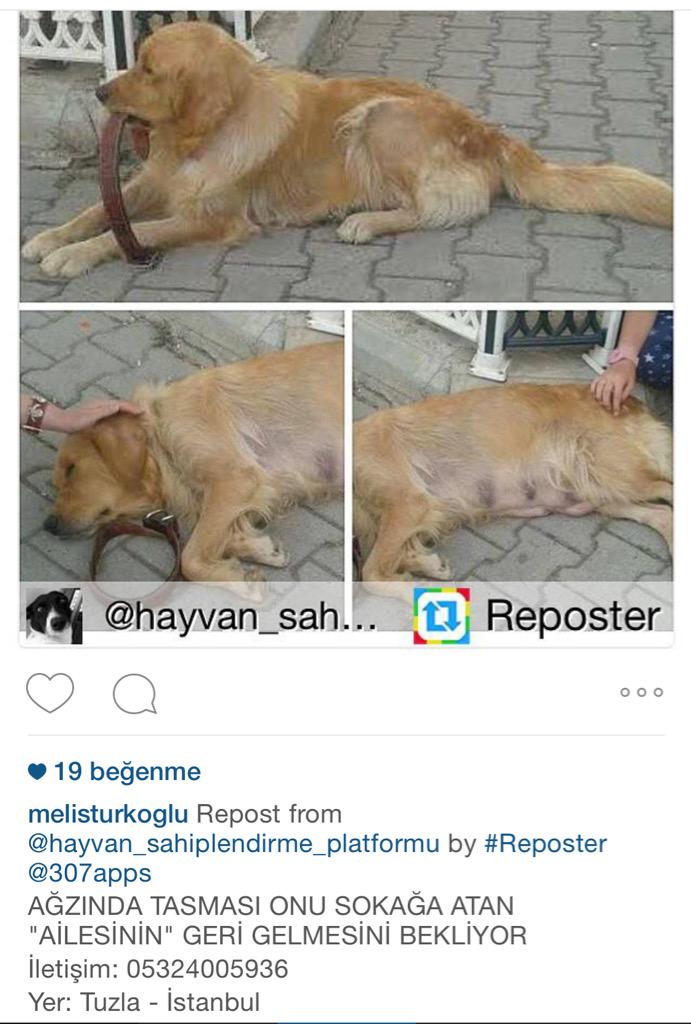 aysinyildirim's tweet image. instagram.com/p/3fINxlyFCK/  #sahipsizköpekler #istanbul #tuzla #golden @haysevder #haysev #nişantaşı #gayrettepe #etiler