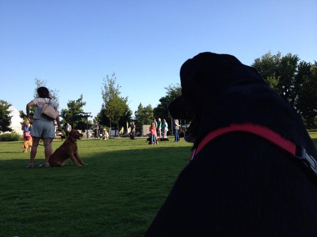 larishap's tweet photo. Odin and I had a great first Full Circle Obedience class at @myriadgardens tonight!!! #gooddog #clicktreat http://t.co/lJd0JjPRBp