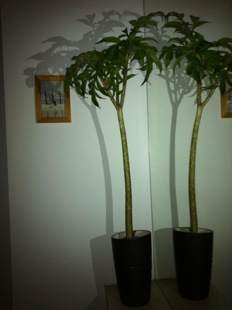 syberg3200's tweet photo. Mon amorphophallus prend un pied par semaine...Pu trop hâte à l'éclosion de sa fleur! #fleurquisentlacharogne http://t.co/fOFEGyiS37