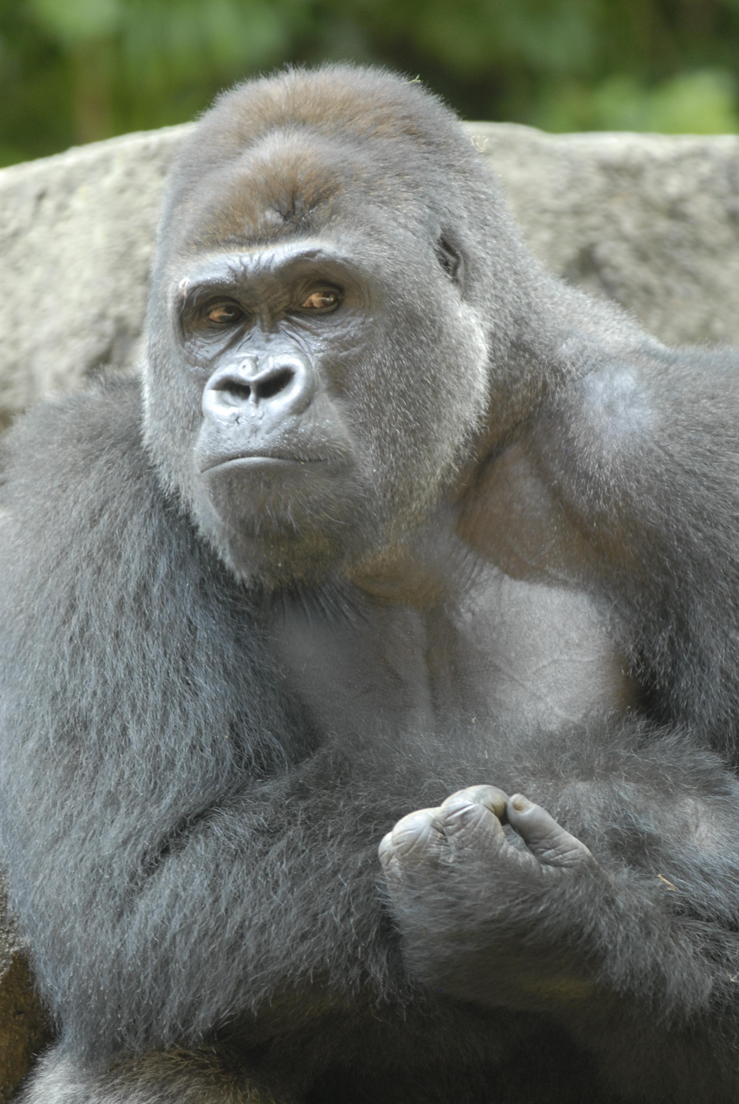 上野動物園 公式 Auf Twitter 東山動植物園のゴリラ シャバーニ がイケメン で人気があるそうですが シャバーニの兄貴である上野動物園の ハオコ が弟の上をいく大々イケメンであることは間違いありません Http T Co Dw1zvsbx4l Twitter