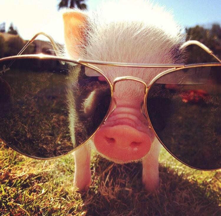 FactsAboutPigs's tweet photo. Pigs wear shades because their future is so bright. http://t.co/IAJufgFnnN