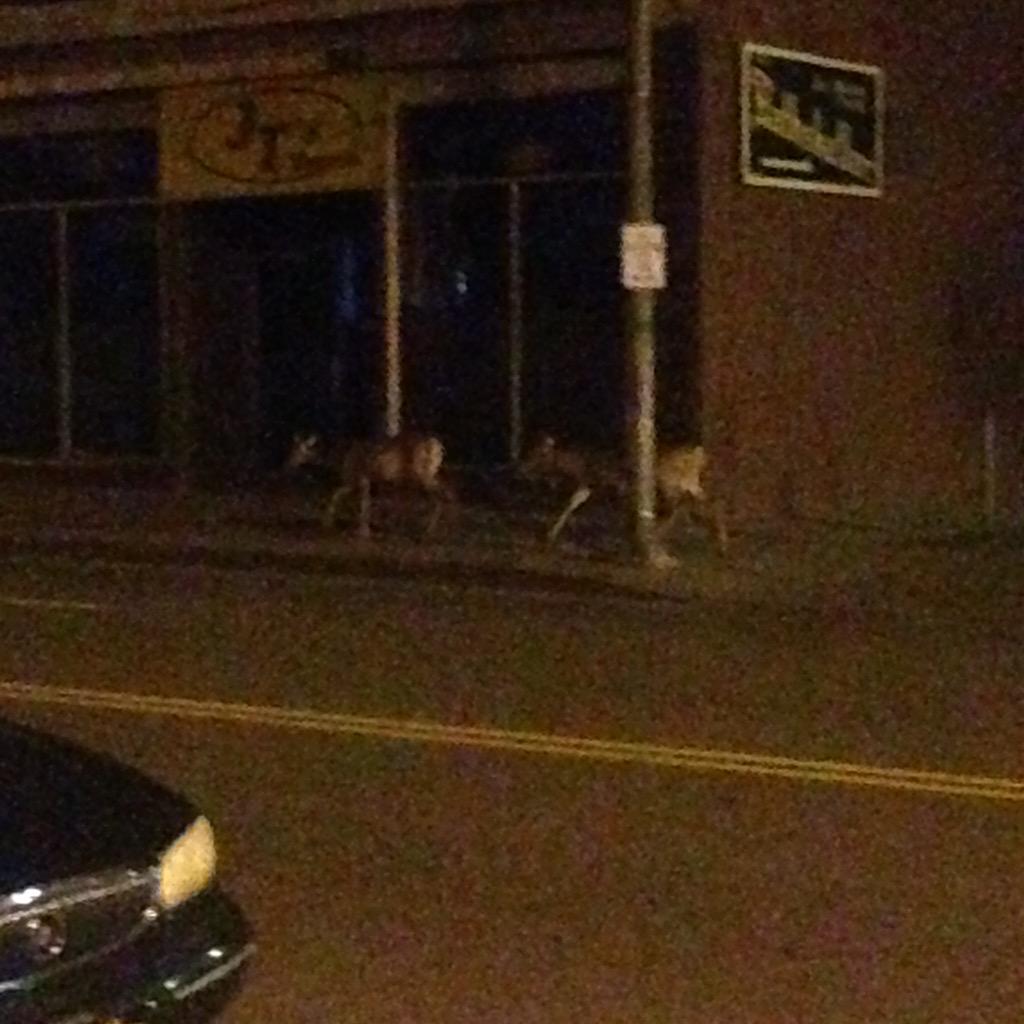 tomandmartys's tweet photo. You know it's a slow night downtown when deer are spotted walking down the street. http://t.co/uGZTc7vVNl