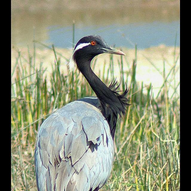 HermanMowoka's tweet image. #FCRajkot #ig_fcrajkot #naturelovers  #nature #nationalgeographic #instadaily #instagram_r… bit.ly/1SbQ6qd