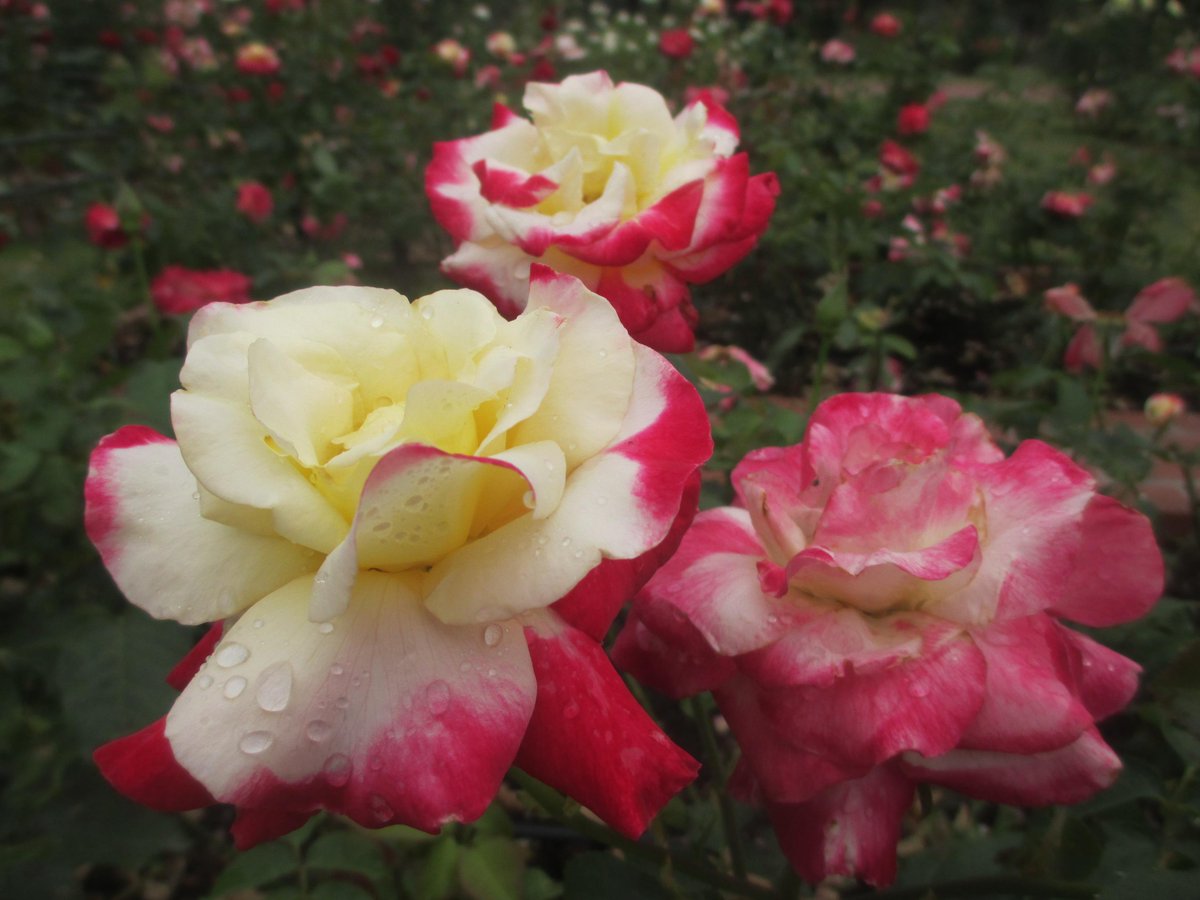 osotoweb's tweet photo. @parkykun 今日はすぅっと涼しい風の吹く、爽やかな気候だよ。浜寺公園のバラは品種によってはまだ見頃。ばら庭園では、スイレンやハンゲショウなど初夏らしい植物も楽しめるよ。　 #osotoweb http://t.co/jmAolv7cKw