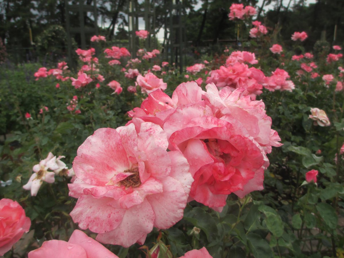 osotoweb's tweet photo. @parkykun 今日はすぅっと涼しい風の吹く、爽やかな気候だよ。浜寺公園のバラは品種によってはまだ見頃。ばら庭園では、スイレンやハンゲショウなど初夏らしい植物も楽しめるよ。　 #osotoweb http://t.co/jmAolv7cKw