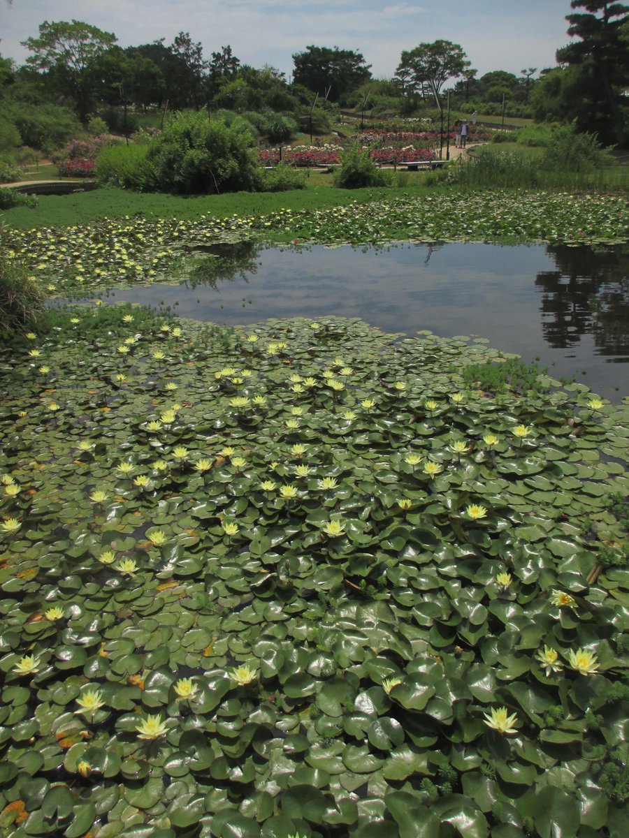 osotoweb's tweet photo. @parkykun 今日はすぅっと涼しい風の吹く、爽やかな気候だよ。浜寺公園のバラは品種によってはまだ見頃。ばら庭園では、スイレンやハンゲショウなど初夏らしい植物も楽しめるよ。　 #osotoweb http://t.co/jmAolv7cKw