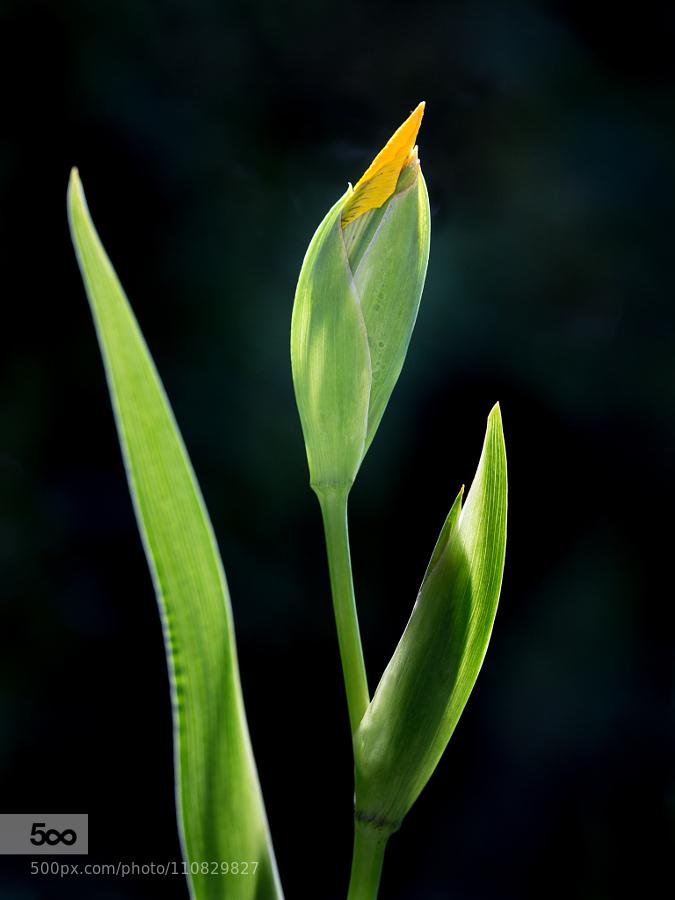 MeloniFulvio's tweet photo. Iris by AndreasKrinke http://t.co/B4L2AkLDH5 #Nature #macro #pls #rt #500px http://t.co/gtMUOdbujn