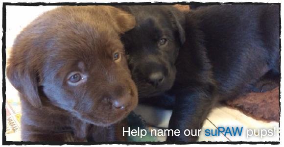 Got a great name for a puppy? <a href="/DDS_Aus/">Discount Drug Stores</a> are having trouble deciding on names for their 2 new sponsored puppies!