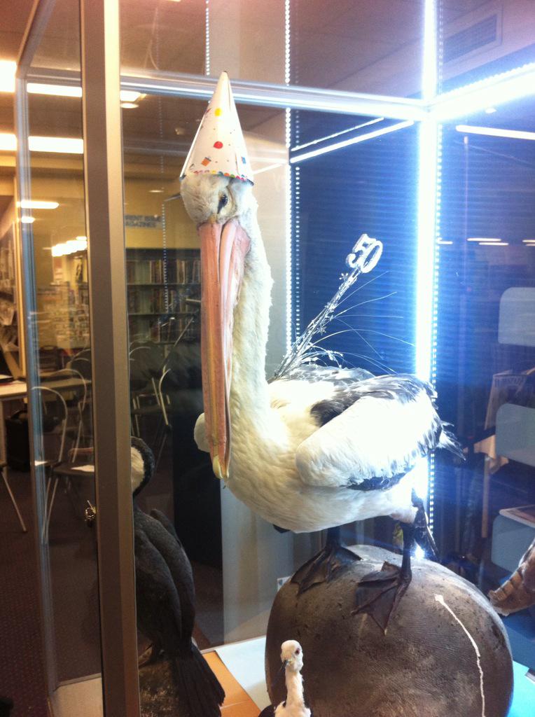 HBLibraries's tweet image. Almost party time! #altonalibrary50 #hiphiphooray #birthdays #partytime #altona #hobsonsbay #melbswest