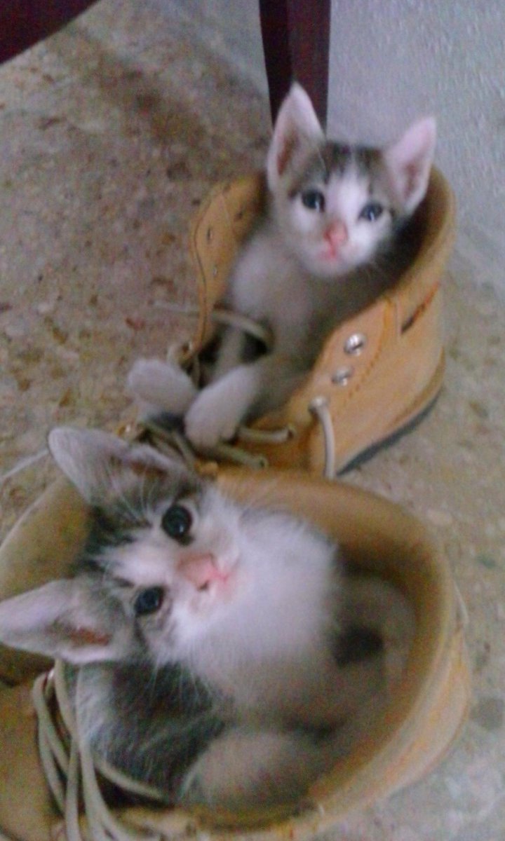 Nidia_Victoria's tweet photo. Nenes bonitos!! :3 http://t.co/XiIJ2KIObE