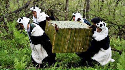 9GAG's tweet photo. Wild life workers dressing up as pandas to make baby pandas feel safe http://t.co/28m9iYi6Mw