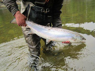 QuebecSporting's tweet image. York River Gaspé, Québec.. 
#June2 #flyfishing #guides #quebecsporting #sage #simms