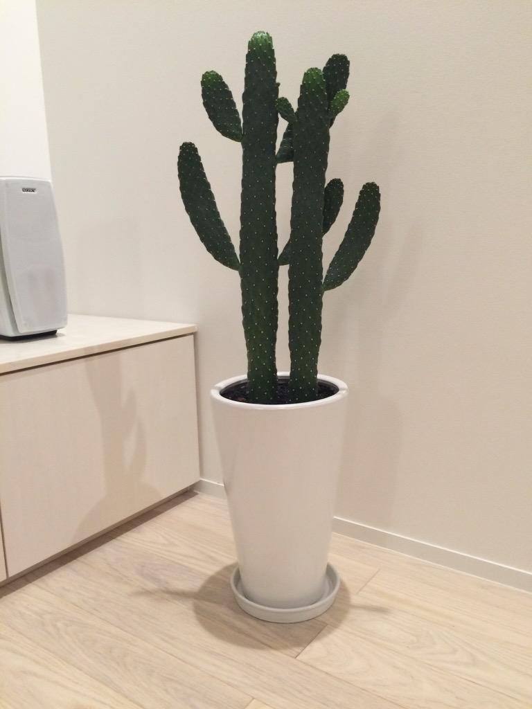 おかもとみわこ (@miwako_sama) / Posts / X