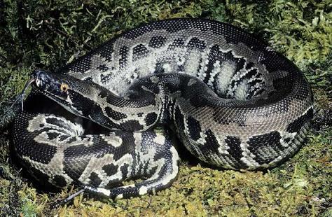 python curtus curtus