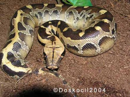 Pecinta Reptil Garut tweet media