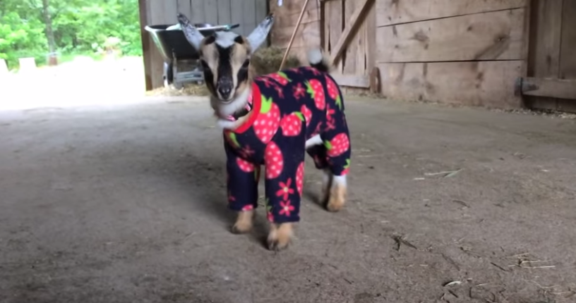 readerfr's tweet photo. C'est jeudi, vous ne verrez rien de plus mignon que ces bébés chèvres en pyjamas http://t.co/f7pAa009f5 http://t.co/z0ndPrI9iL