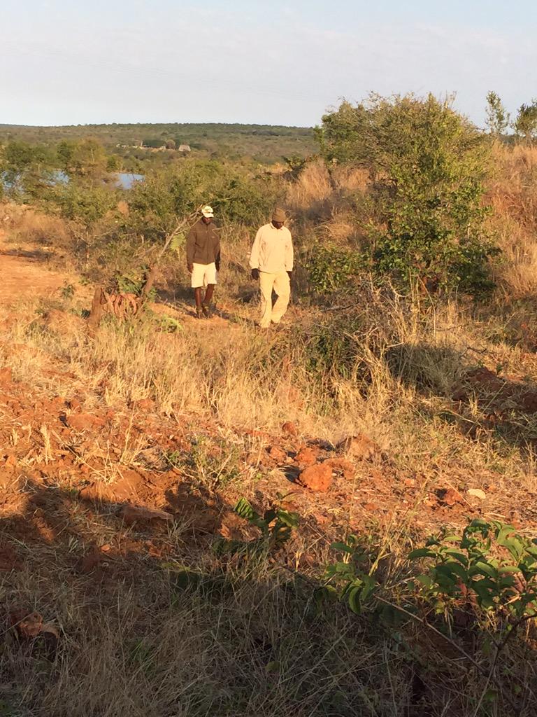 Spotted elusive, endangered black rhino <a href="/vicfallsbig5/">Stanley&Livingstone</a> – side, 
rear, sleeping views– latter looks like a big rock