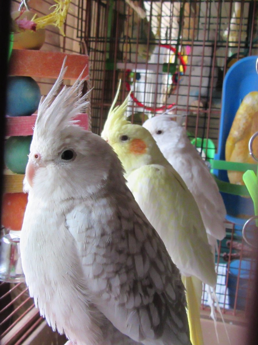 Cockatiel5's tweet photo. Guard on duty 

#cockatiellovers #pet http://t.co/I10TxL4WwL