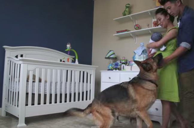 Evolução de gravidez na companhia dos dois cães da família é mostrada em time lapse pdd.io/1APkocw