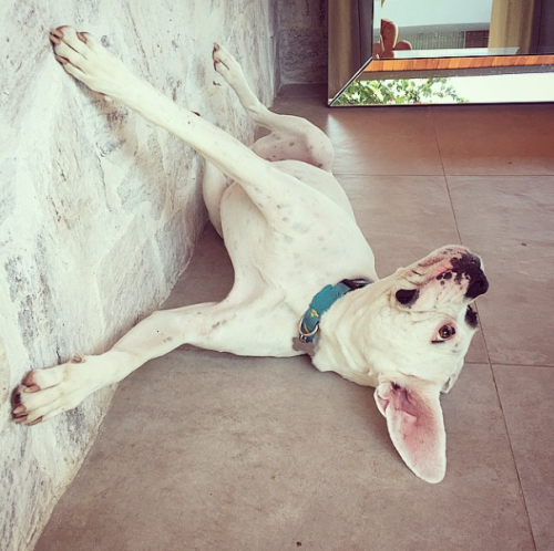 Pesquisa do IBGE revela que quase metade das casas no Brasil têm pelo menos um cachorro pdd.io/1JoKMLP