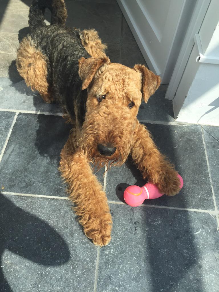 Higgins The Airedale tweet media