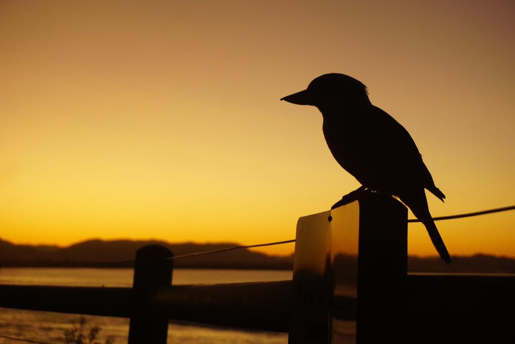 FlyingDrBen's tweet photo. Beautiful evening in Byron Bay. #on holiday #kookaburra #sunset #surfer http://t.co/fP6qicmmxf
