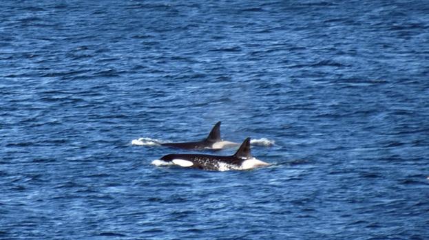 "Pandemonium" as Orca spotted in the Firth of Forth, for only the third time ever: news.stv.tv/east-central/1…