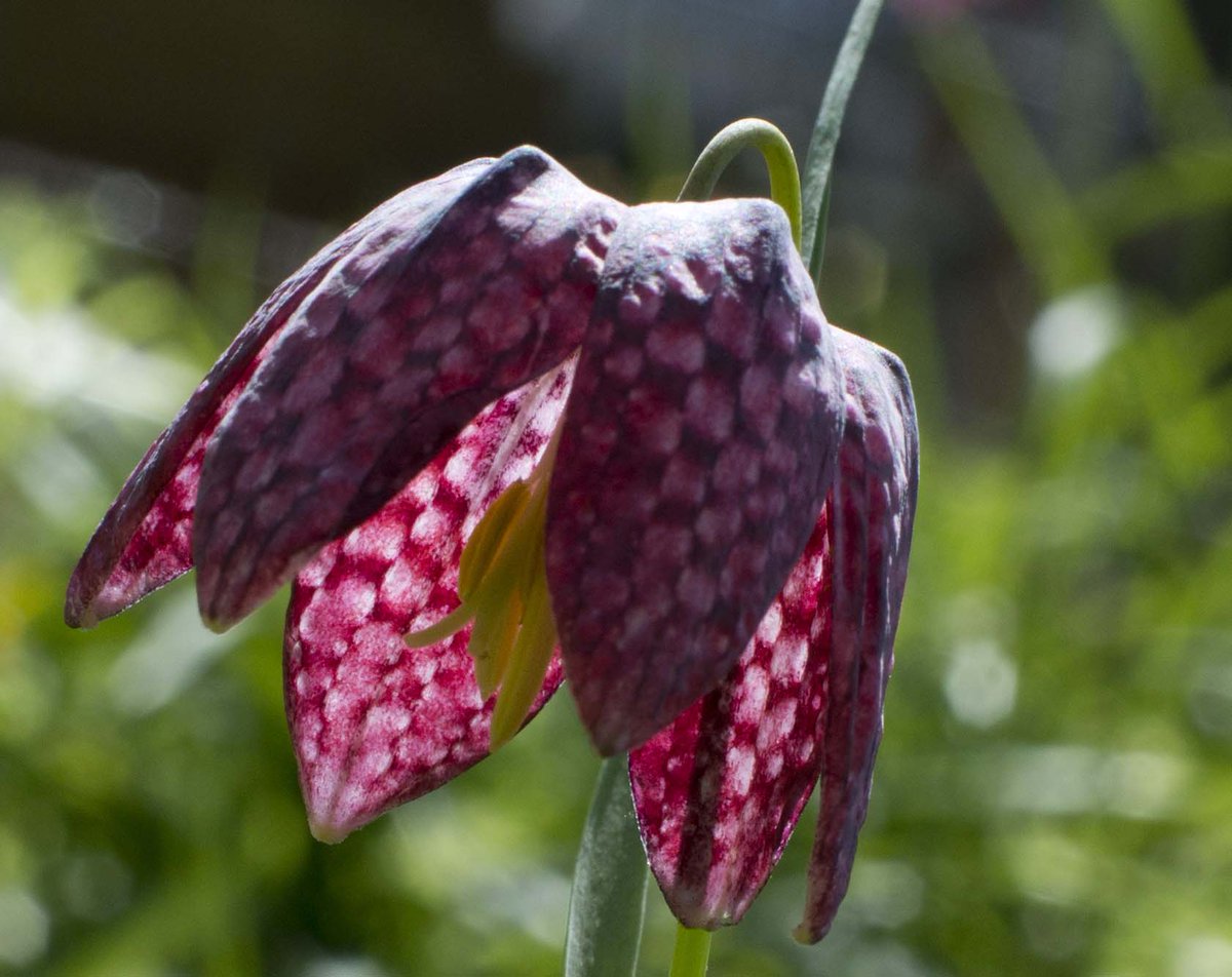 Love_plants's tweet photo. Only five days left to vote for your nation's wildflower: http://t.co/rOtCn31qjv http://t.co/HXeSDfhli2