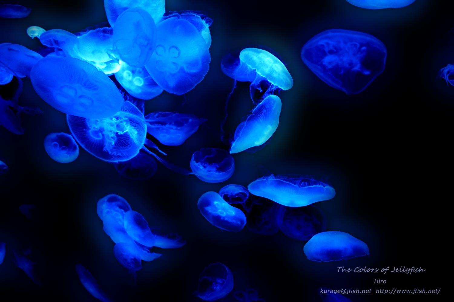 Twitter 上的 平山ヒロフミ もしほのかに光を放つミズクラゲがいたら 暗い海の中ではこんなに幻想的になるはず 妄想 Http T Co Phd8xnfuj3 クラゲ くらげ 海月 Kurage サンシャイン水族館 にて Http T Co Sorsigppht Twitter