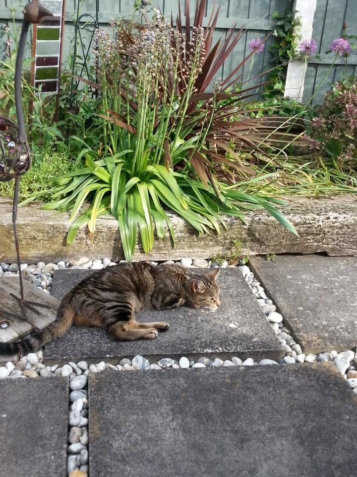 BloorJosh's tweet photo. I hate my cats life. It's so easy http://t.co/hYK4IPDQLf
