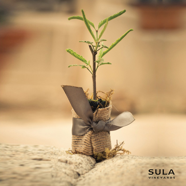sula_vineyards's tweet photo. Continuing tradition, join us as we gift saplings at our vineyards tomorrow! #WorldEnvironmentDay #SustainableSula http://t.co/eBxzyhxjcb