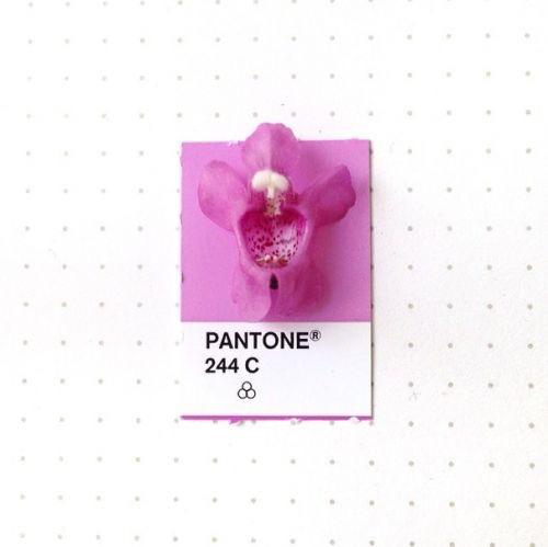 BeeDesignStudio's tweet image. #FelizJueves #colorobsession #pantone #flower