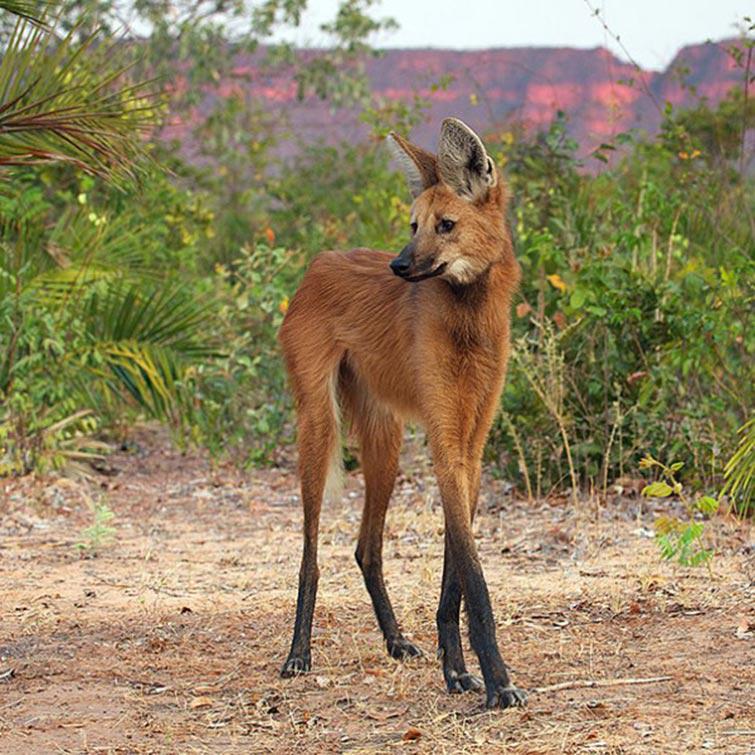 ট ইট র Mao Asada Decor Rt The Maned Wolf タテガミオオカミは 哺乳綱ネコ目 食肉目 イヌ科タテガミオオカミ 属に分類される食肉類 本種のみでタテガミオオカミ属を構成 分布 アルゼンチン パラグアイ ブラジル ペルー南米のイヌ科動物の最大種 Http T