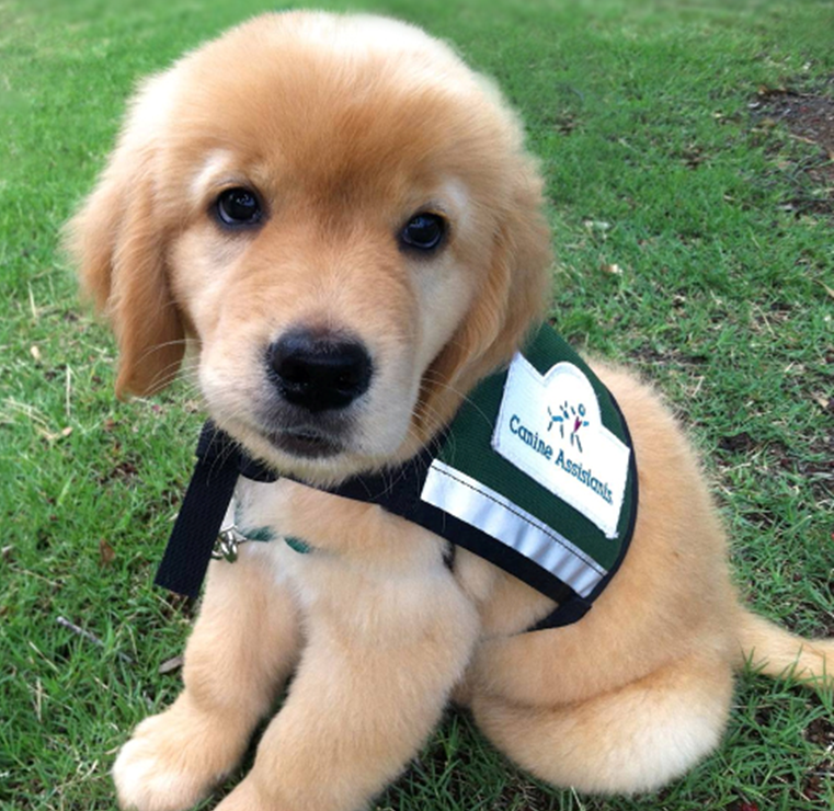 CanineAssistant's tweet photo. I Make Wheelchairs Disappear #ComplimentYourselfIn4Words http://t.co/4q0qQflosz