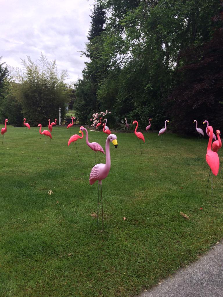 Ferndale High School tweet media