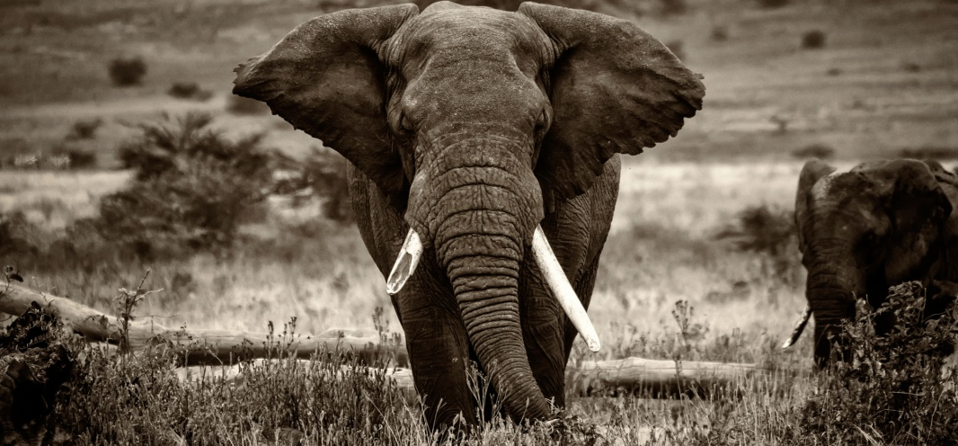 Le braconnage en Afrique est encore plus violent qu’on ne le croit slateafrique.com/584731/braconn… (via <a href="/Slatefr/">Slate.fr</a>)