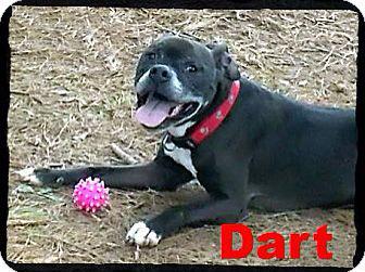 RedDogProjectCT's tweet image. Have you met our newest RedDog?! Welcome Dart! Approx. 5 y/o boxer/bulldog mix and very sweet! Godogdays.org