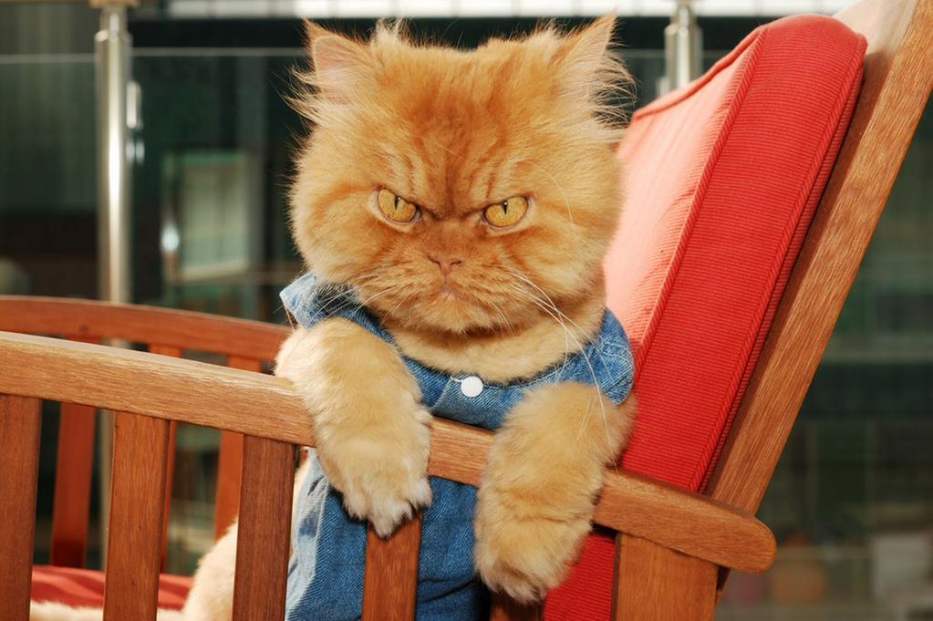 lesinrocks's tweet photo. Vous avez des mauvaises notes… Et si c’était la faute du chat ?  http://t.co/cEoNAgOdGv http://t.co/Bw46eYtEUM