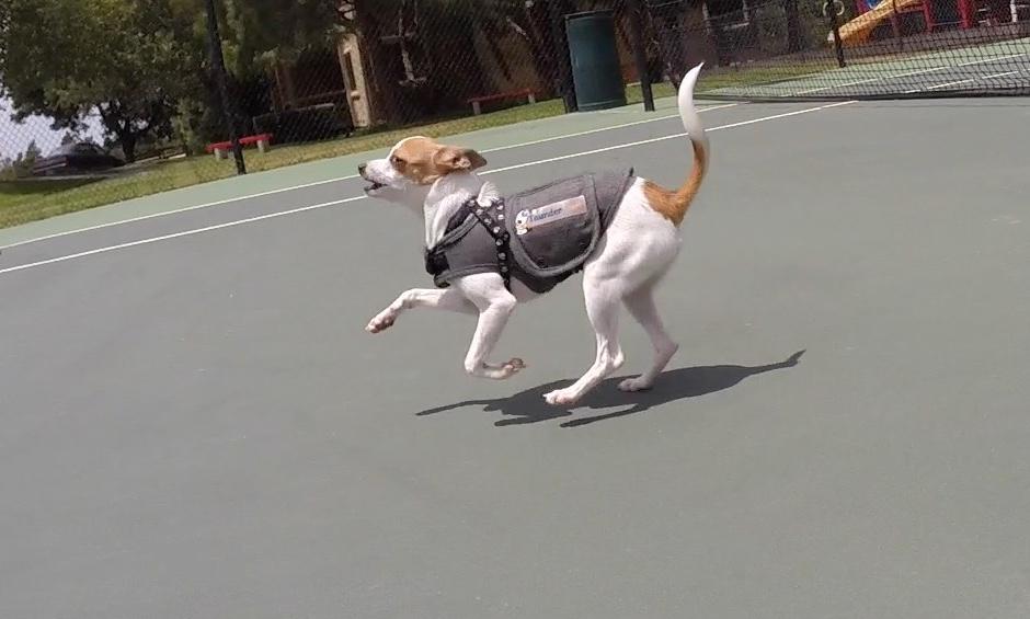GoProCharlie1's tweet photo. @coconut_cam #coconutcam #bayarea #bayareadogs #bayareadogvideos #rescuedogs #quirkeley http://t.co/VekQUuFuHG