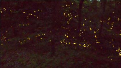 Fireflies at the Great Smoky Mountains synchronize their twinkling during mating ritual: abcn.ws/1FxvZJ8