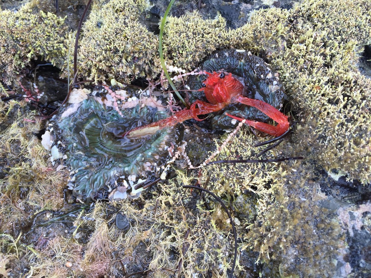 drjaylow's tweet photo. Pelagic red crabs (squatlobster/#Pleuroncodes) sprinkled SD morning low. Most birds missed out, not anemones! http://t.co/bXSqJWlzkE