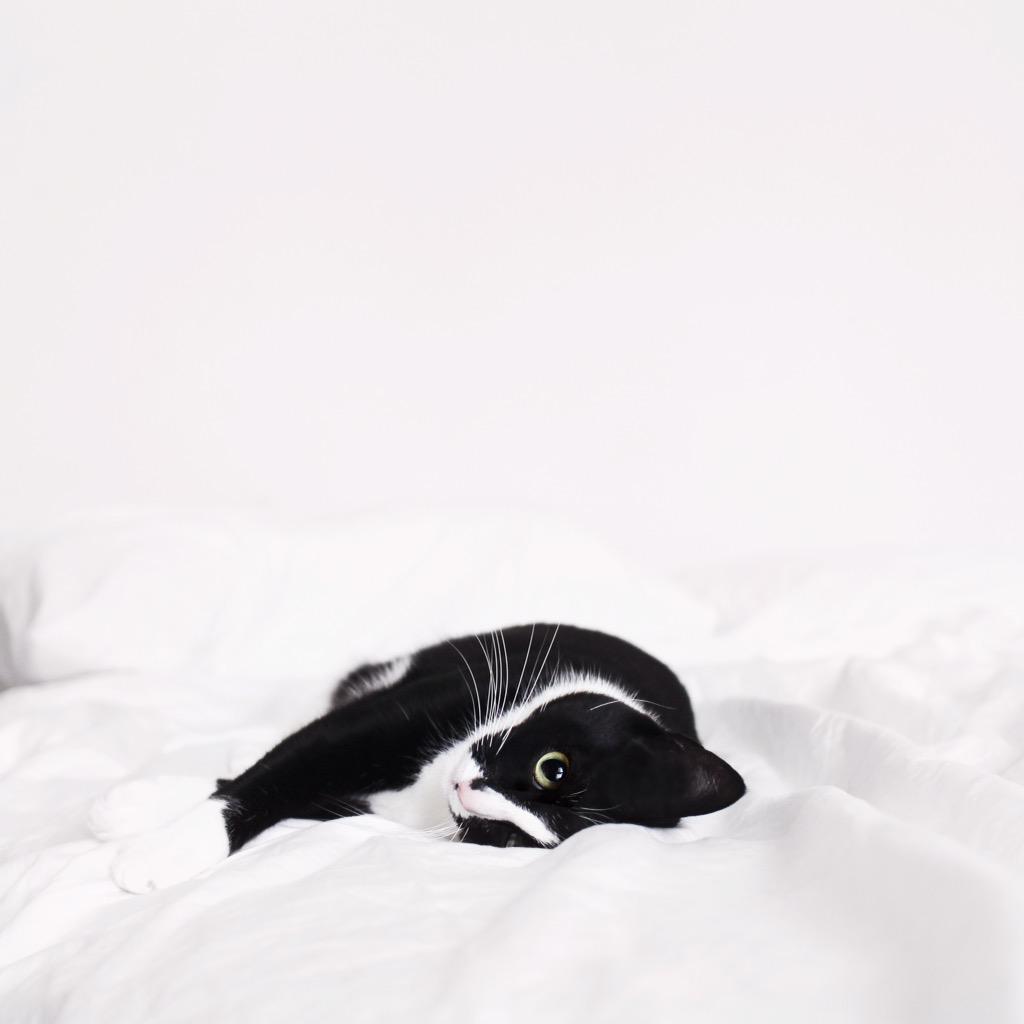 CheetoTuxedo's tweet photo. 💤
#PrincessCheeto #SlothCat http://t.co/XIa9i2gtqV