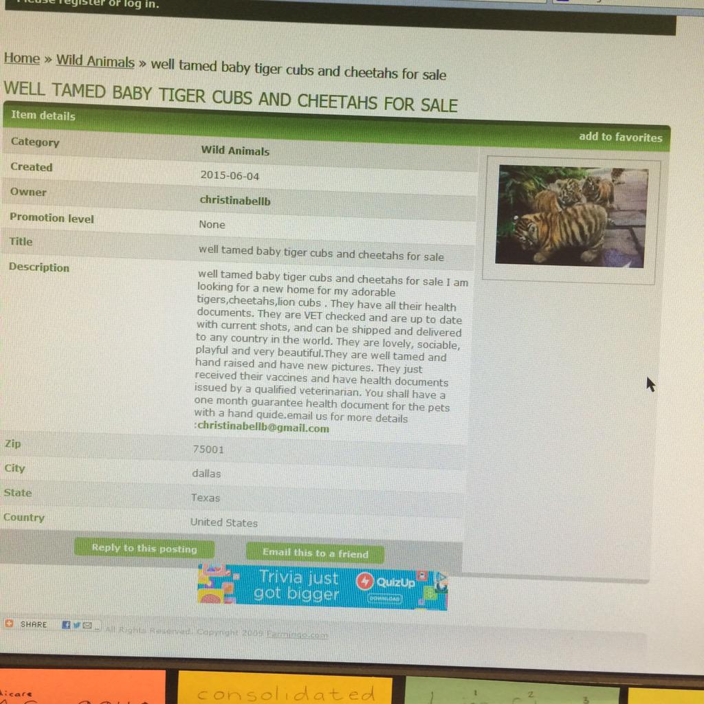 DevilAnne117's tweet photo. @BigCatDerek So I was bored at work, decided to see how easy it was to buy a tiger &amp; found this 😞 http://t.co/06OVvekSrF