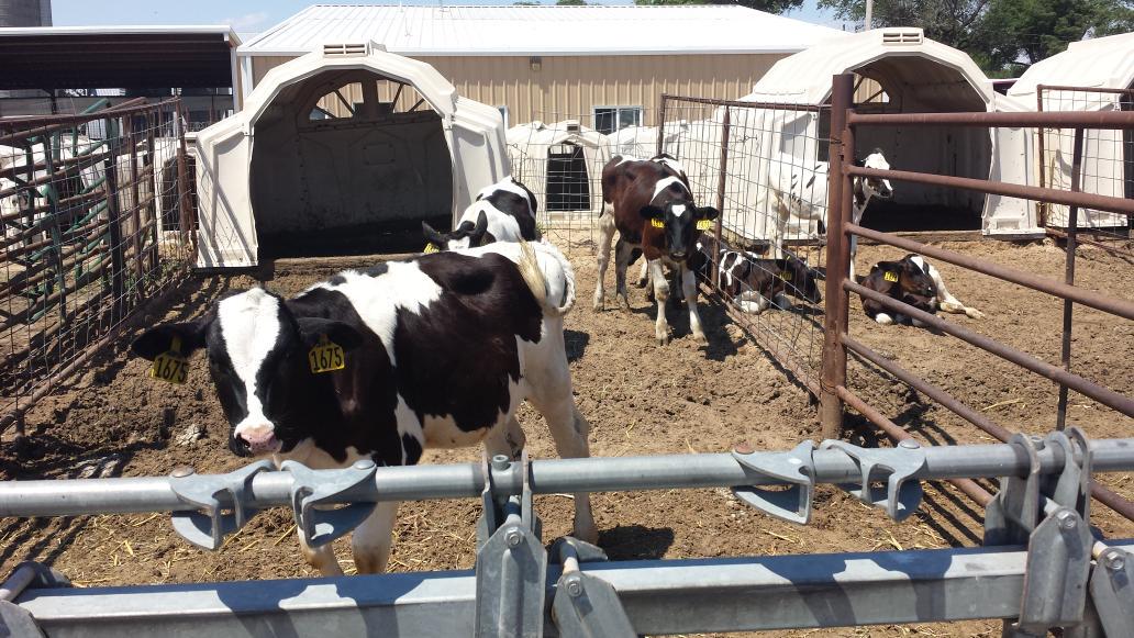 ladd_jill's tweet photo. Mooo! Last stop of the day....Miller Dairy Farm tour! Learned so much from a hard working family #NDC100 #DairyGood http://t.co/thmlcUbaZR