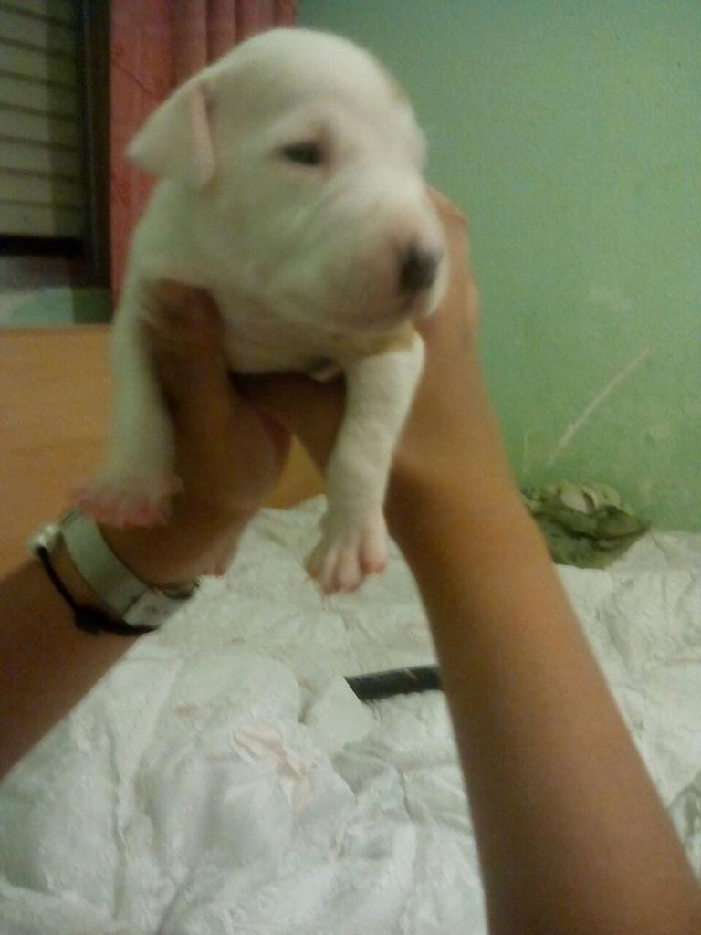 stevenlc_7's tweet photo. Se vende cachorro pitbull macho de 1 mes 120€ cualquier cosa por mensaje. http://t.co/xfYLq2Ucgj
