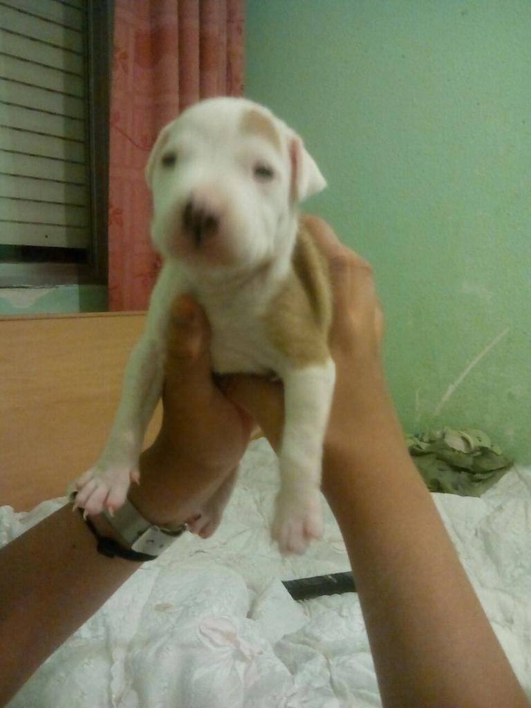stevenlc_7's tweet photo. Se vende cachorro pitbull macho de 1 mes 120€ cualquier cosa por mensaje. http://t.co/xfYLq2Ucgj
